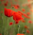 Zara - Hellsehen & Wahrsagen - Astrologie & Horoskope - Weisse Magie - Medium & Channeling - Chakren-Harmonisierung Zara - Hellsehen & Wahrsagen - Astrologie & Horoskope - Weisse Magie - Medium & Channeling - Chakren-Harmonisierung
